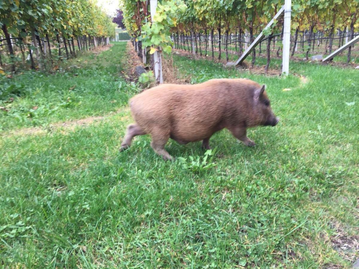 Apartament Lochererhof Appiano Sulla Strada Del Vino Zewnętrze zdjęcie